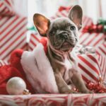 Ne faites surtout pas l’erreur de donner ces aliments de Noël à vos animaux de compagnie
