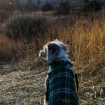 Est-ce qu’il faut couvrir votre chien avec un manteau en hiver ? On vous répond une bonne fois pour toutes
