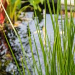 Créer un jardin aquatique : étapes et conseils pour aménager un coin d’eau