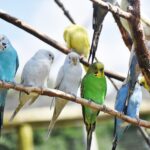 Prendre soin des plumes de ses oiseaux : astuces et conseils pratiques