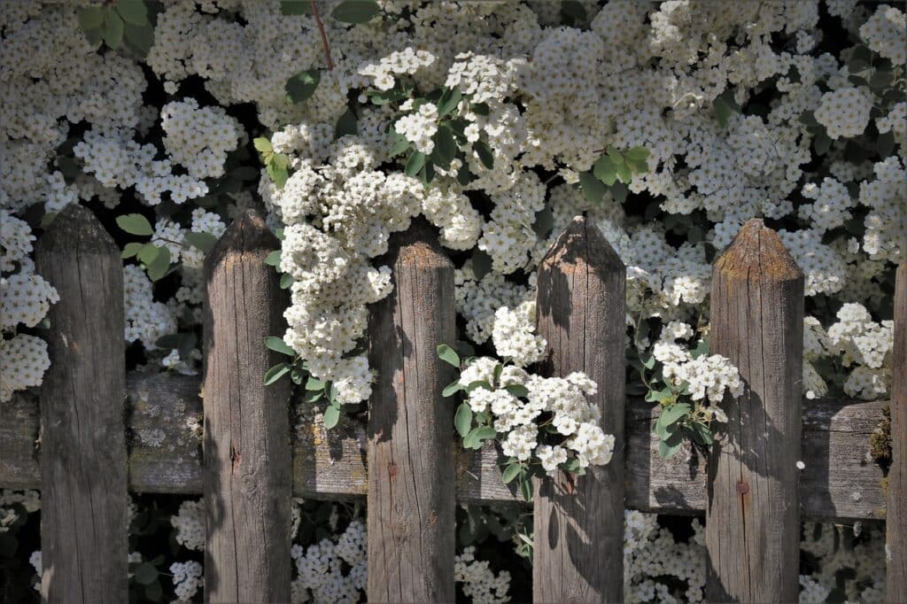 haie-fleur