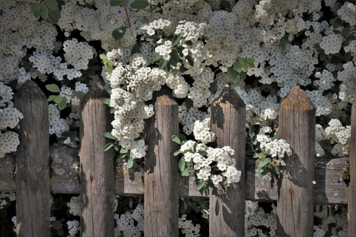 haie-fleur