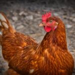 Poules et oiseaux domestiques : Les erreurs alimentaires à éviter