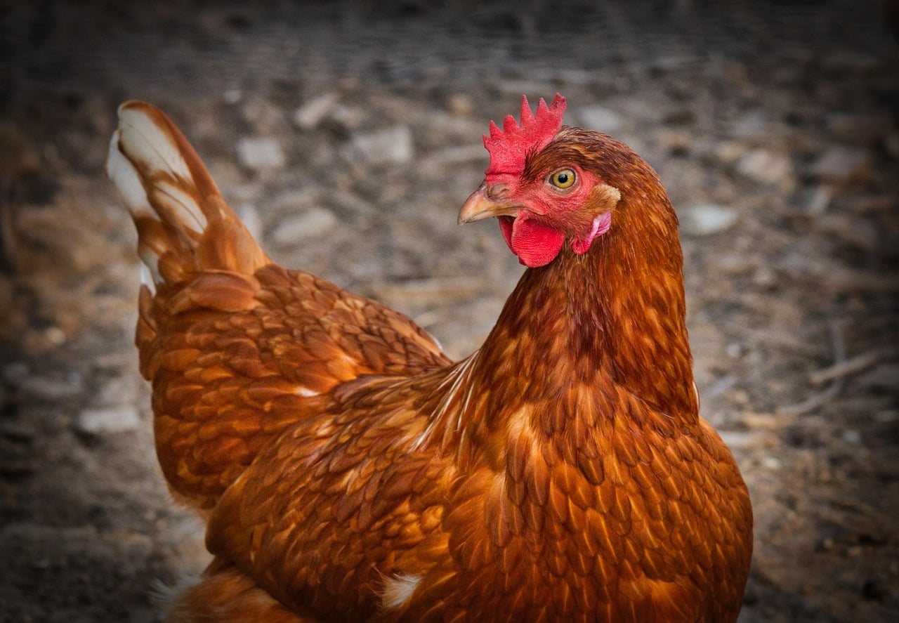 Poules et oiseaux domestiques : Les erreurs alimentaires à éviter