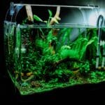 Aquarium d’eau douce : Guide pratique pour bien débuter