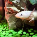 Un animal insolite à élever chez soi : l’axolotl