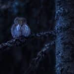 Comment attirer et protéger les rapaces autour de chez vous