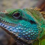 Santé des reptiles : les maladies courantes et comment les prévenir