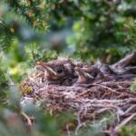 Pourquoi il faut laisser les nids d’oiseaux dans son jardin