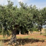 Quel olivier choisir pour son jardin ? Les variétés adaptées à chaque région