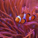 Aquarium marin facile : Tout ce qu’il faut savoir avant de se lancer