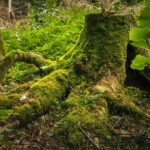 Souche d’arbre : les techniques pour l’enlever proprement