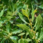 Laurier rose, sauce ou palme : lequel choisir pour votre jardin ?