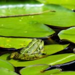 Accueillir les grenouilles chez soi : ce qu’il faut savoir