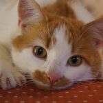 Pourquoi les chats griffent les meubles (et comment éviter ça)