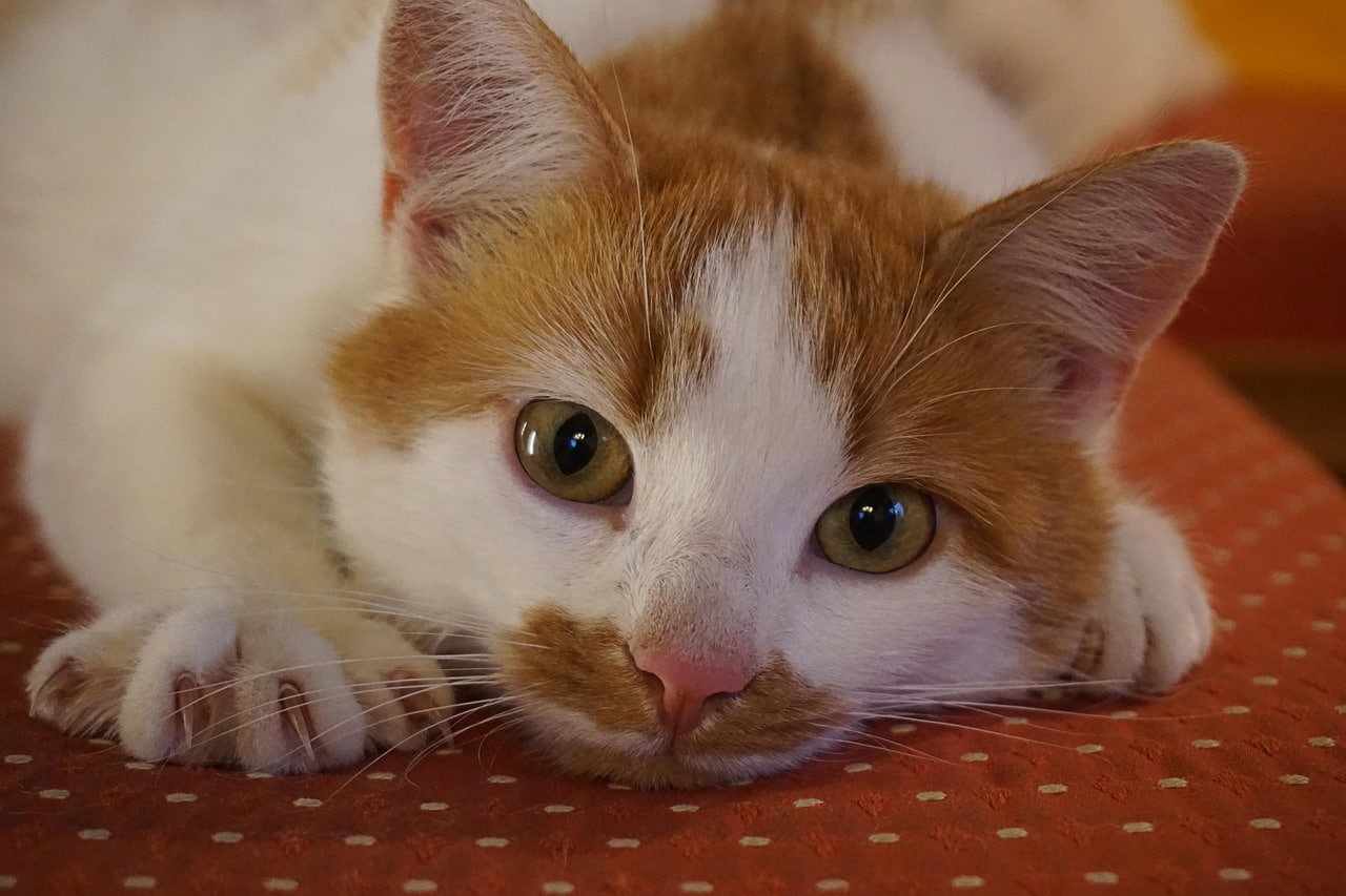 Pourquoi les chats griffent les meubles (et comment éviter ça)