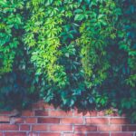 Transformer sa véranda en oasis verte : le guide du mur végétal maison