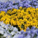 Parterre de fleurs : les étapes à suivre pour un jardin fleuri