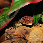 Aménager un terrarium adapté pour votre serpent ou votre lézard : le guide complet