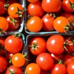 Cultiver des tomates cerises chez soi : tout ce qu’il faut savoir