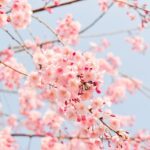 Quel cerisier planter dans son jardin ? Les meilleures variétés à connaître
