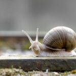 Et si les escargots étaient les alliés méconnus de votre potager ?