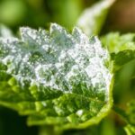 Mildiou au jardin : comment le reconnaître et le stopper