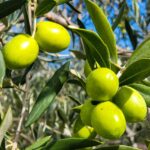 4 recettes savoureuses pour cuisiner les olives vertes autrement