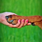 Toilettage maison : bien couper les griffes de son animal sans l'effrayer