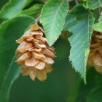 Les bienfaits insoupçonnés du houblon sur la santé et le bien-être