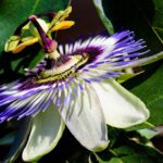 Passiflore au jardin : comment bien la planter et l’entretenir