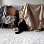 Pourquoi votre chat change-t-il sans cesse de cachette ? Les 4 causes principales et les astuces pour le rassurer