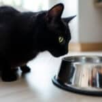 Votre chat repousse sa gamelle ? L’astuce simple pour qu’il mange sans stress et sans déplacer sa nourriture