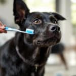 Brosser les dents de son chien : la routine simple qui peut lui éviter de gros problèmes de santé