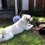 Laisser son chien seul dans le jardin : 4 dangers souvent sous-estimés et comment les éviter