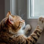 Votre chat gratte ou miaule devant les portes fermées ? Voici les astuces vraies raisons