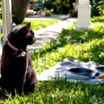 Votre chat disparait en été ? Les signes qui doivent vous alerter et comment réagir