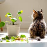 Plantes grignotées, chats frustrés ? Les vraies raisons derrière ce comportement et comment l’apaiser facilement à la maison