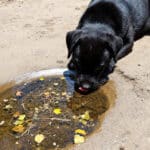 Eau stagnante : pourquoi laisser boire votre chien peut mettre sa santé en danger pendant les balades