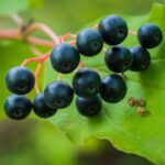 4 recettes gourmandes au cassis à tester cet été