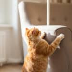 Pourquoi votre chat s’acharne sur ce meuble précis ? Le vrai sens de ce comportement et comment y répondre facilement