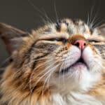 Éternuements à répétition chez le chat : les 3 causes à connaître pour réagir vite et bien