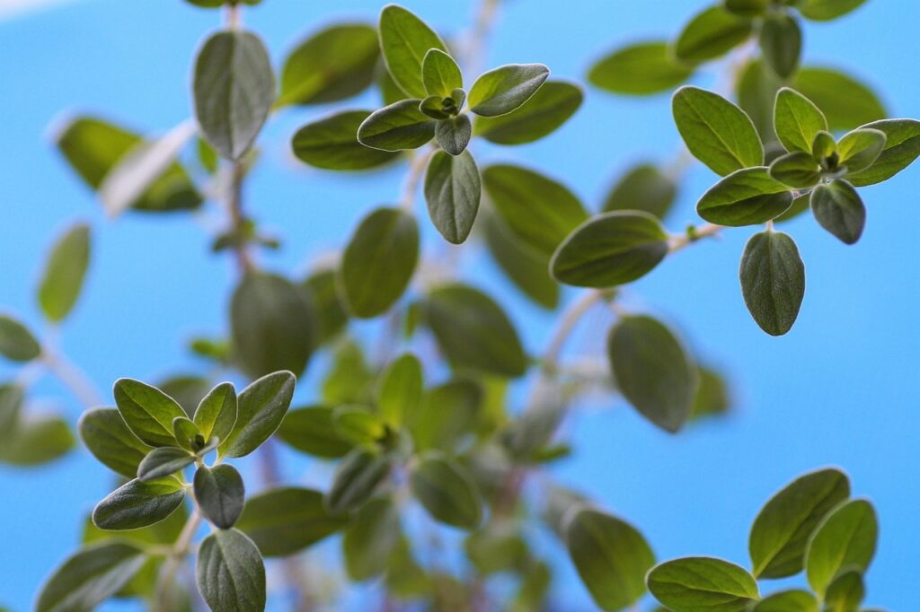 plante-marjolaine