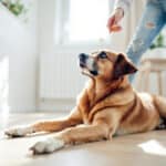 6 astuces simples pour enfin capter l’attention de votre chien au quotidien