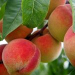 Ces 4 recettes à la pêche vont faire sensation cet été