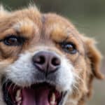 Mon chien a changé de voix : quand s’inquiéter et comment réagir face à une modification soudaine de ses aboiements ?