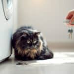 Ces bruits familiers qui angoissent (vraiment) votre chat et l’astuce simple pour l’apaiser chez vous