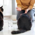 Mon chat ne mange plus : 5 astuces pour relancer son appétit et repérer les vraies raisons du changement