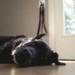 Mon chien refuse désormais la promenade : ces causes inattendues peuvent vous aider à y voir plus clair