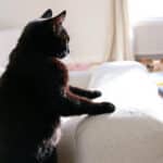 Votre chat griffe tout d’un coup vos meubles ? 3 astuces pour comprendre et régler ce problème sans stress